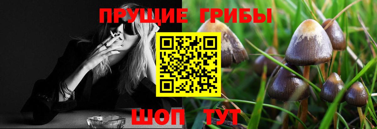 дарнет шоп  Воронеж  Псилоцибиновые грибы Psilocybine cubensis 